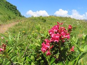60 Rhododendron ferrugineum (Rododendro rosso) con Corna Piana
